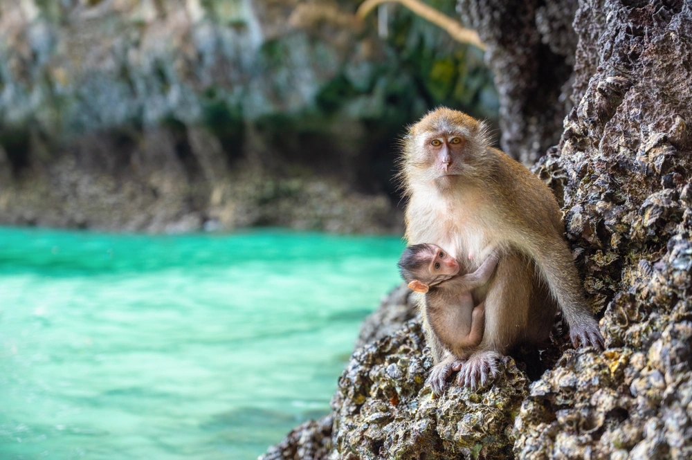 แม่ลิงและลูกลิงที่อาศัยอยู่บริเวณชายหาด ใกล้เส้นทางเดินป่า Monkey Trail อ่าวนาง