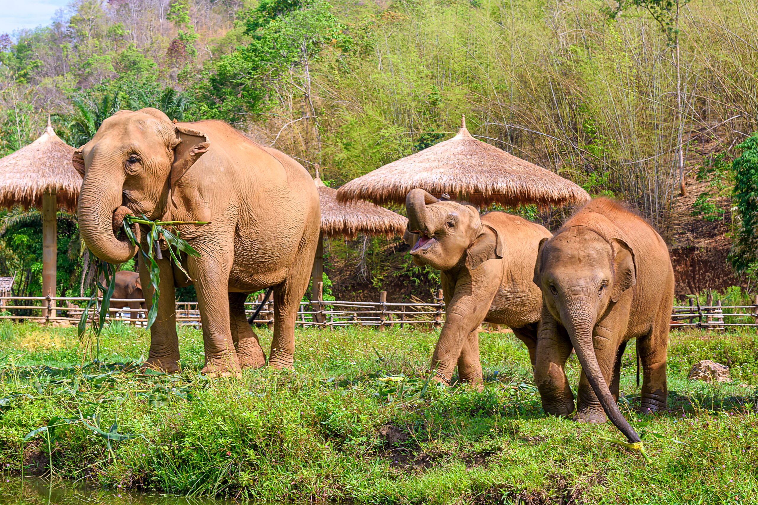 Happy elephants at an ethical elephant sanctuary in Phuket