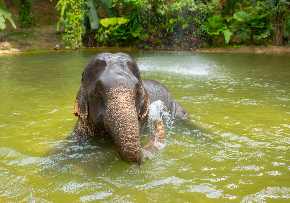 An elephant bathing at a sanctuary in Phuket