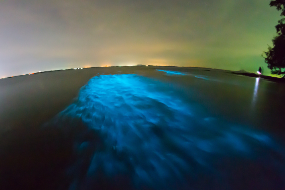 Bioluminescent plankton in Krabi, Thailand