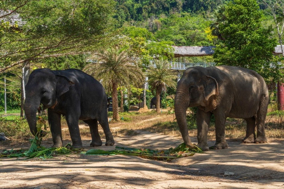 Rescued elephants in a sanctuary in Thailand