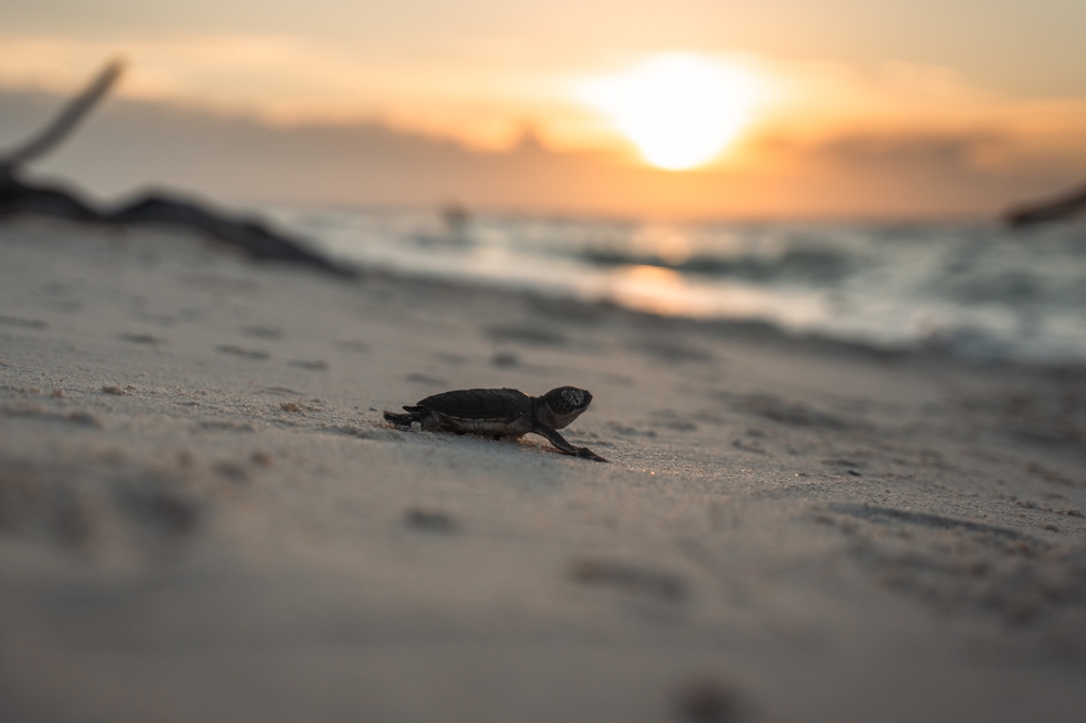 A baby sea turtle crawling towards the ocean during nesting season A baby sea turtle crawling towards the ocean during nesting season